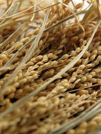 🌾 Cereales y legumbres